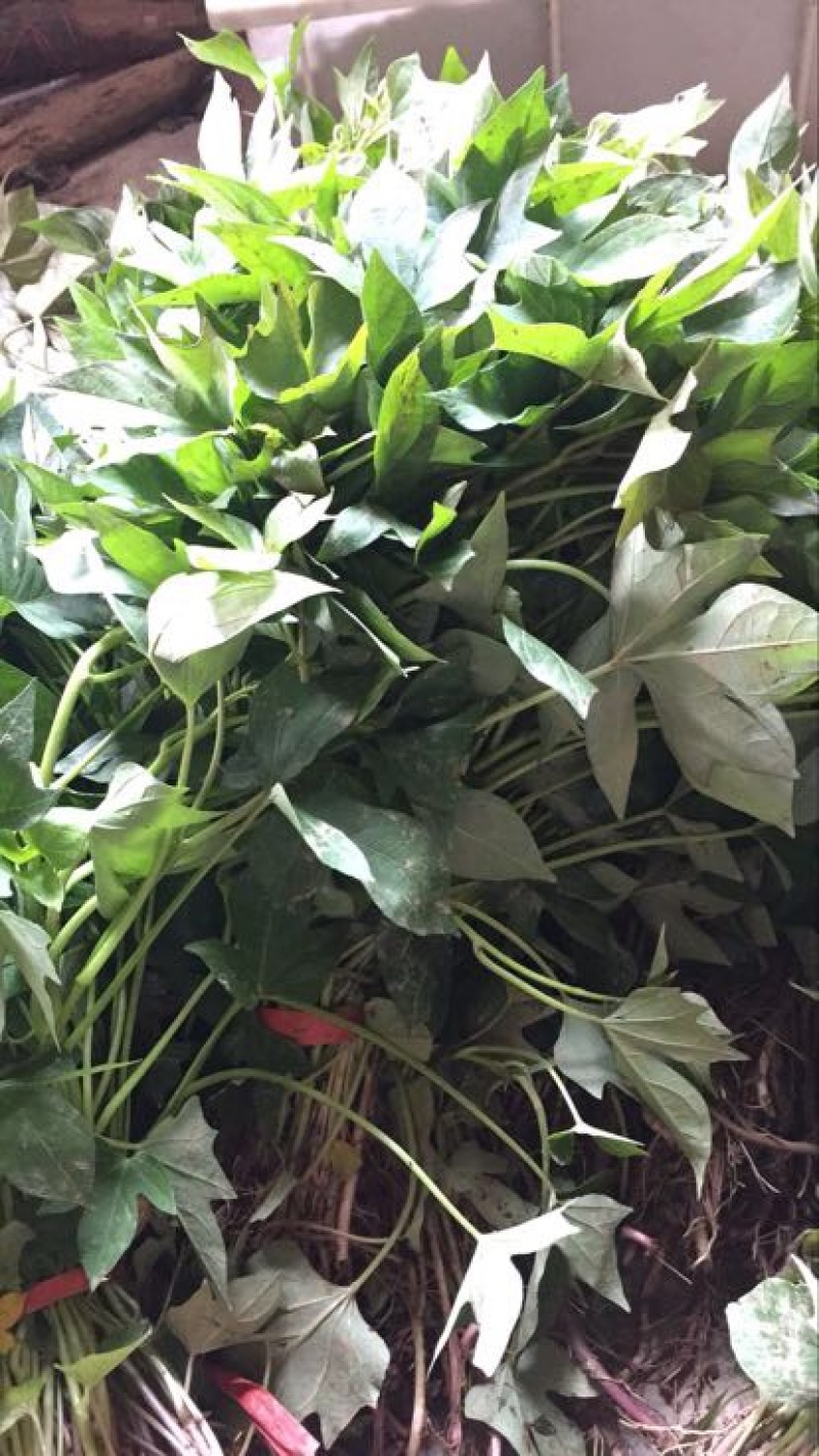 紫罗兰红薯苗15~25cm