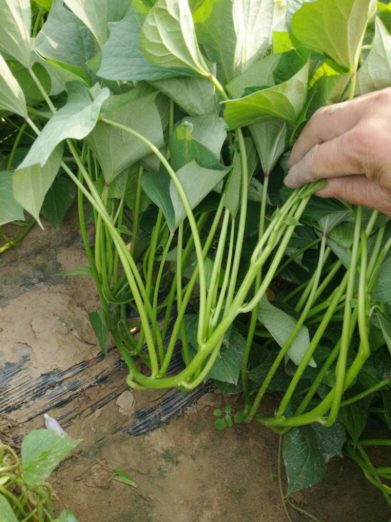 龙薯9号