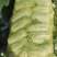 河北黄心娃娃菜