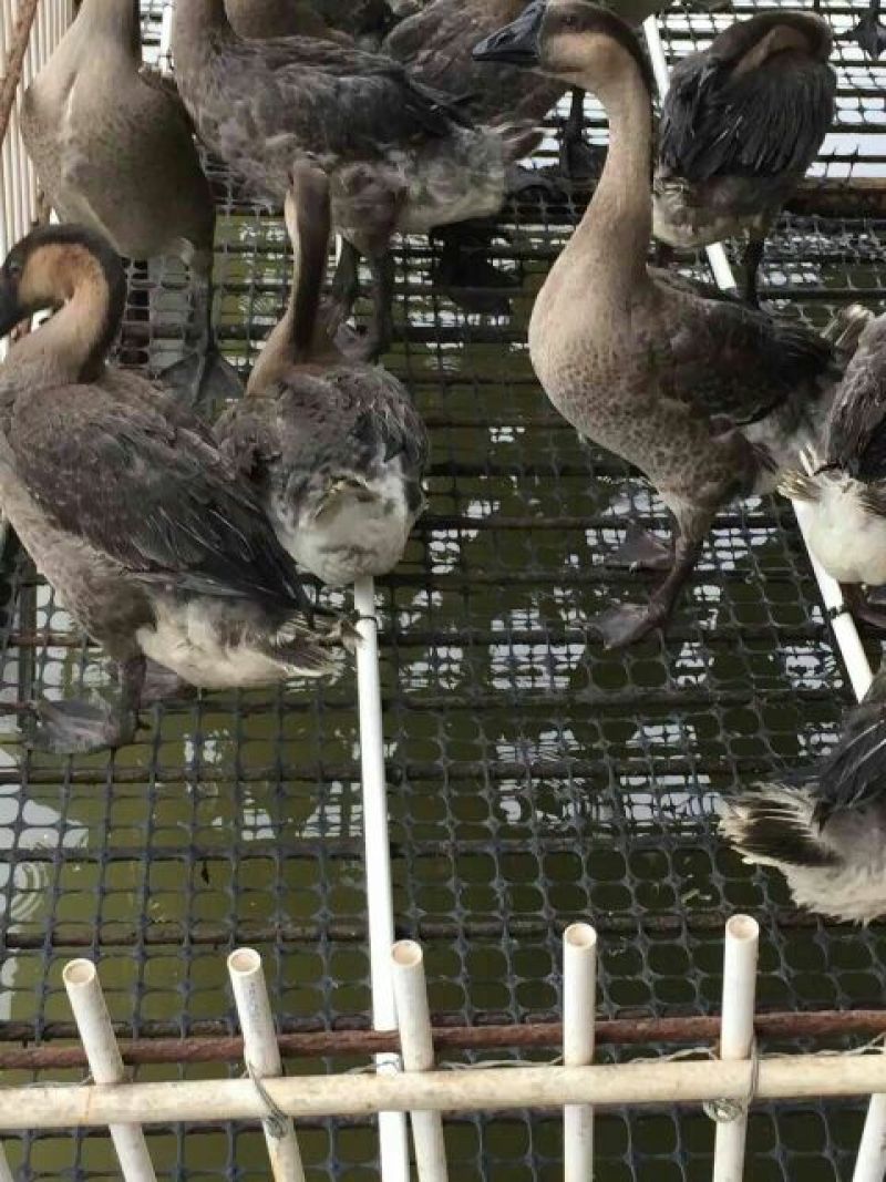 包邮塑料养殖网圈地围网鸡鸭鹅漏粪网苗床网塑料垫网防护网