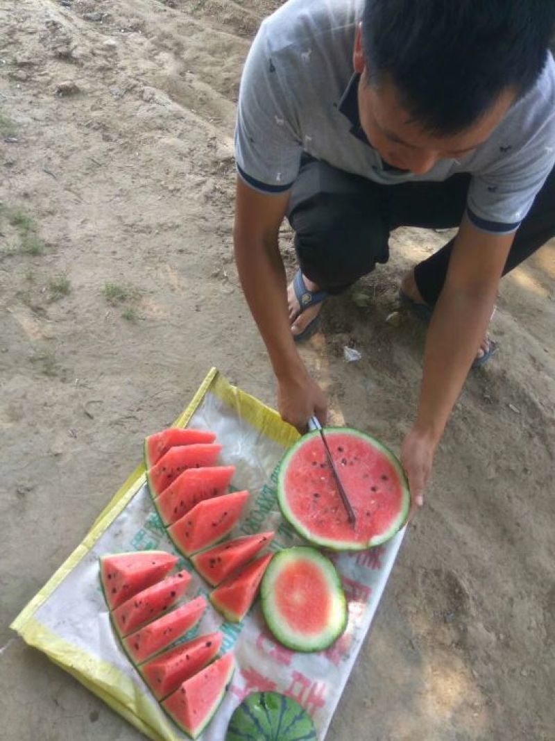 西瓜，8424