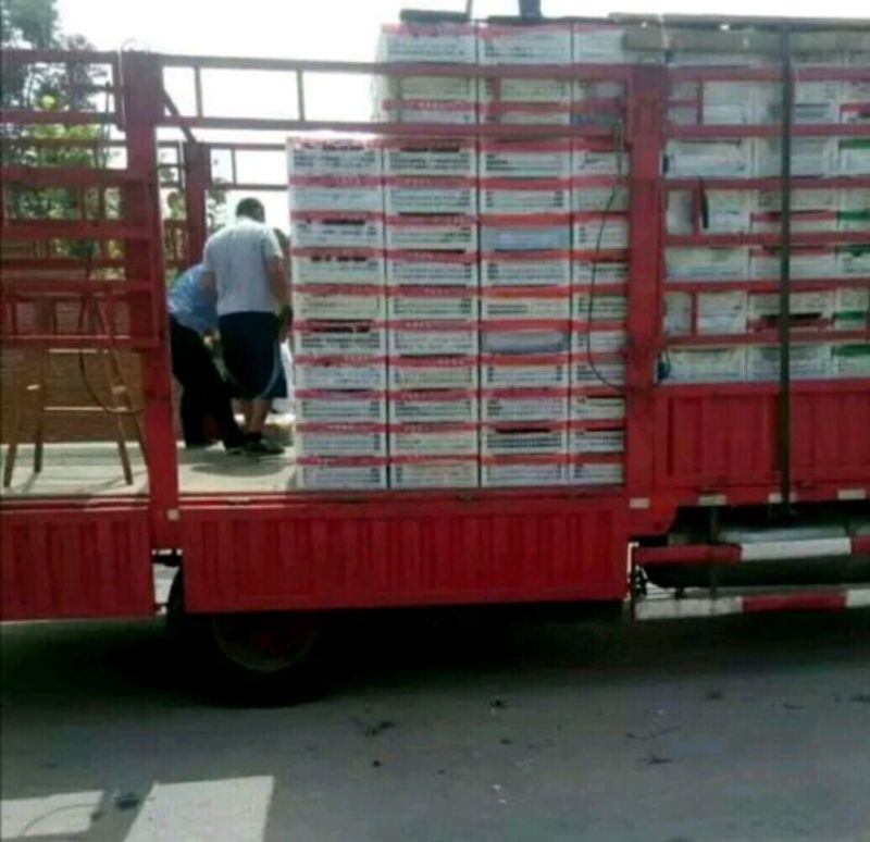玫瑰香葡萄软枝散串人工修穗串行漂亮浓郁香味糖度26紫黑色