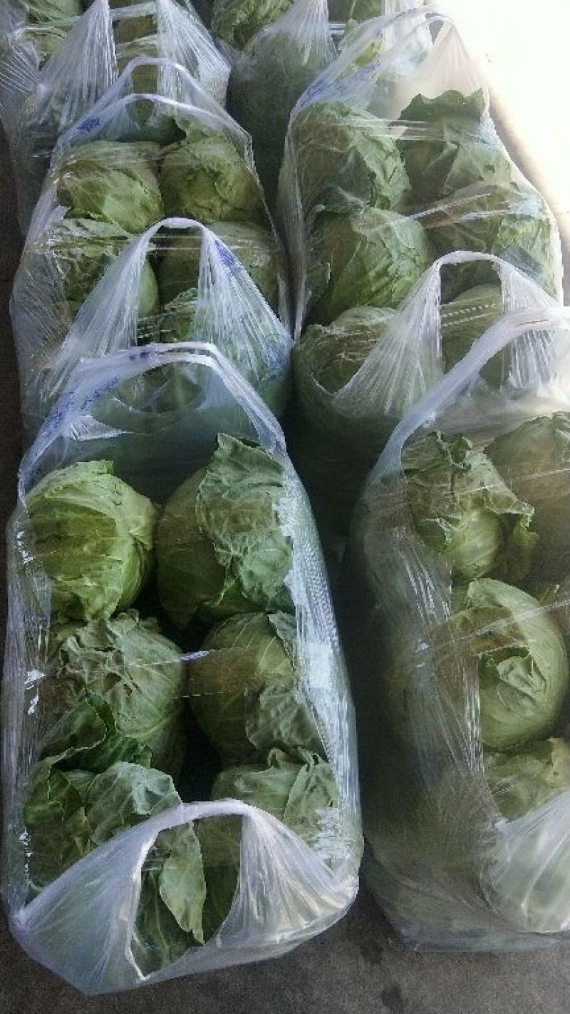 精品小甘蓝
