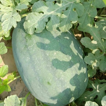 8-15