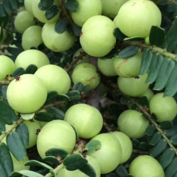 玻璃油甘种大粒油甘潮汕特余甘果牛甘果加工
