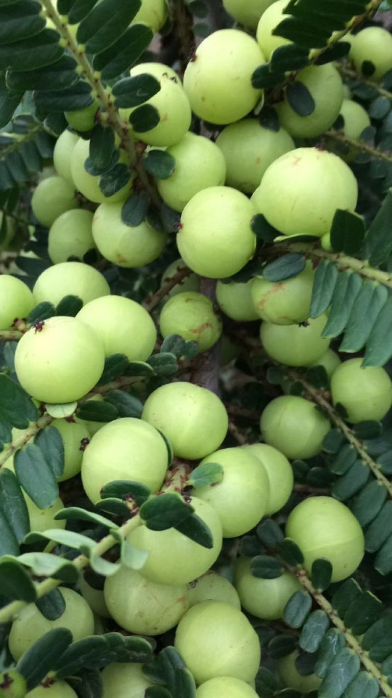 玻璃油甘种大粒油甘潮汕特余甘果牛甘果加工