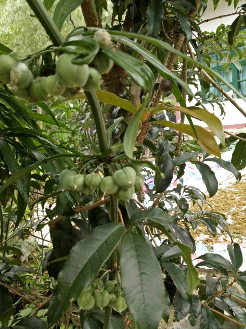 黄精