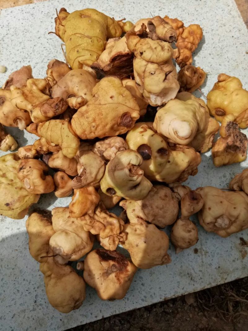 黄精