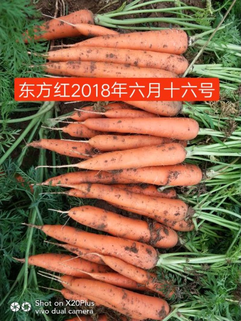 邢台胡萝卜新鲜上市胡萝卜货源产地直供价格实惠
