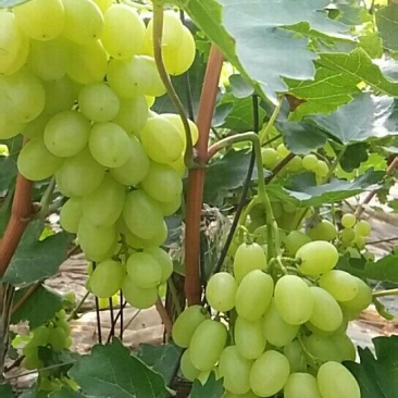 陕西大荔青提葡萄大量上市中欢迎各大平台前来产地采购