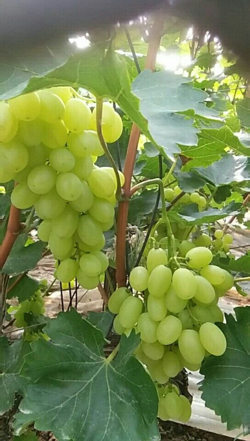 陕西大荔青提葡萄大量上市中欢迎各大平台前来产地采购