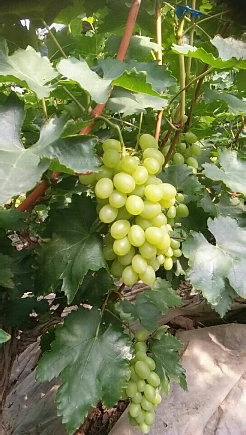 陕西大荔青提葡萄大量上市中欢迎各大平台前来产地采购