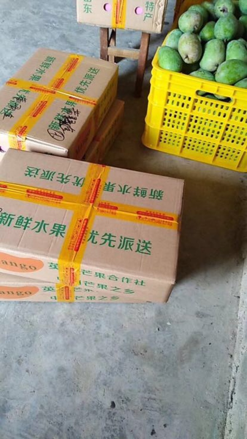 台农芒2两以上