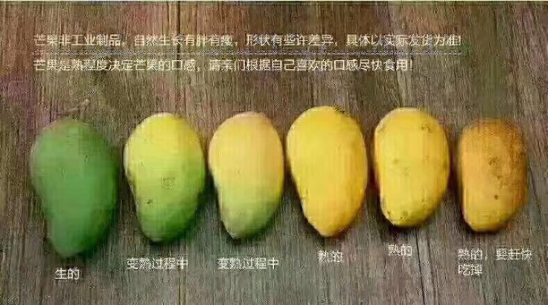 台农芒2两以上