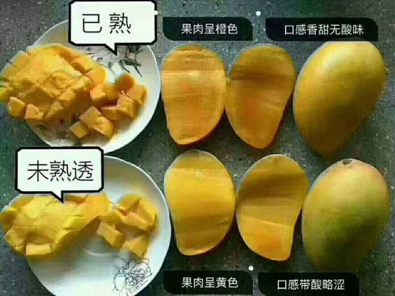 台农芒2两以上