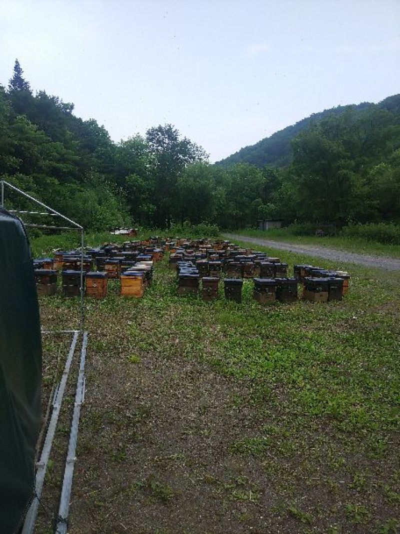 虎峰岭椴树蜂皇浆批发价格美丽