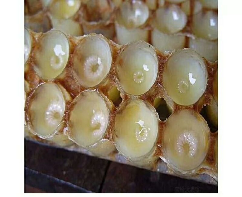 虎峰岭椴树蜂皇浆批发价格美丽
