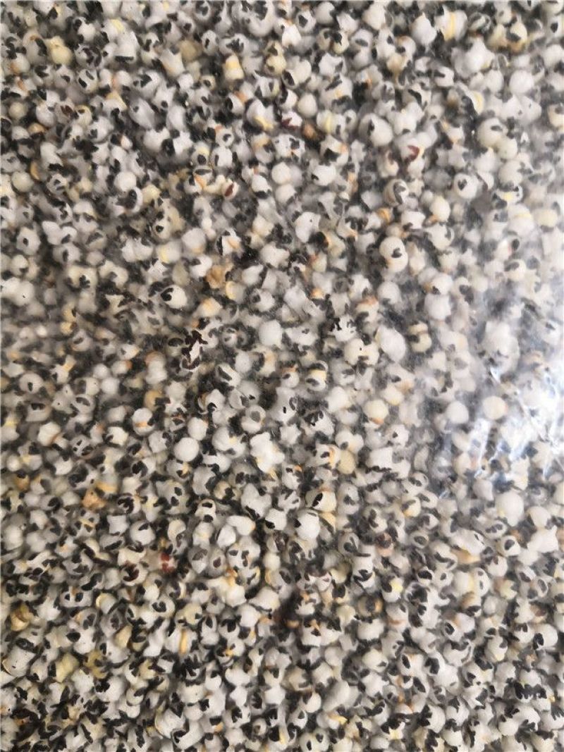 王不留行