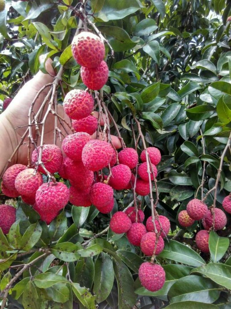 淮枝大量上市，果品好，虫害少，颜色鲜