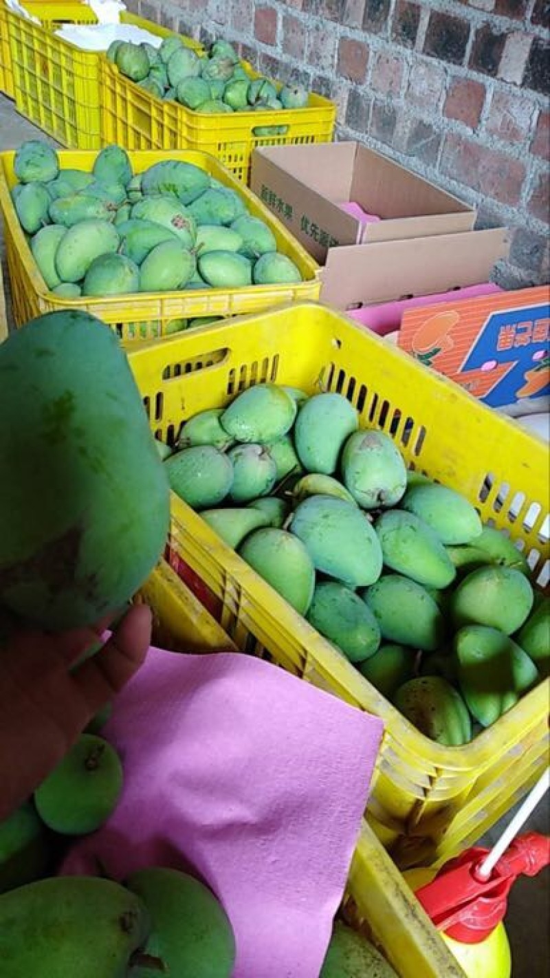 小台芒2两以上
