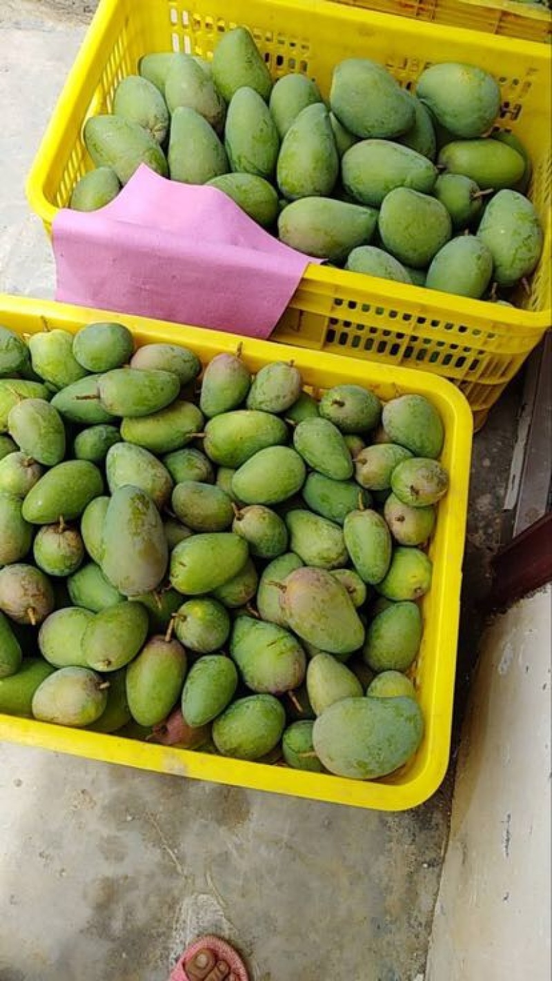 小台芒2两以上