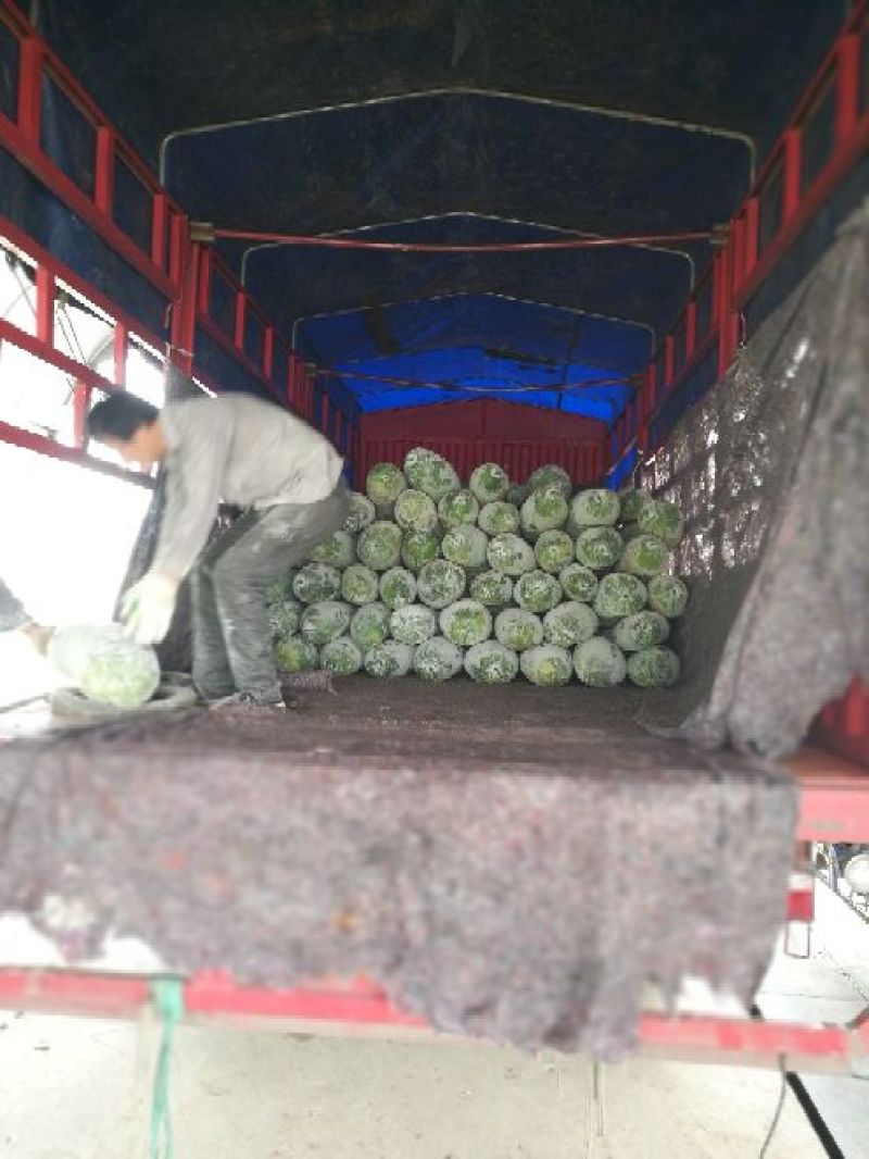 芜湖精品白皮冬瓜，条形好肉厚耐运输，产地直供保质保量
