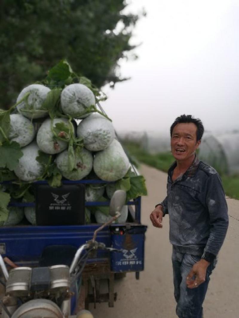芜湖精品白皮冬瓜，条形好肉厚耐运输，产地直供保质保量