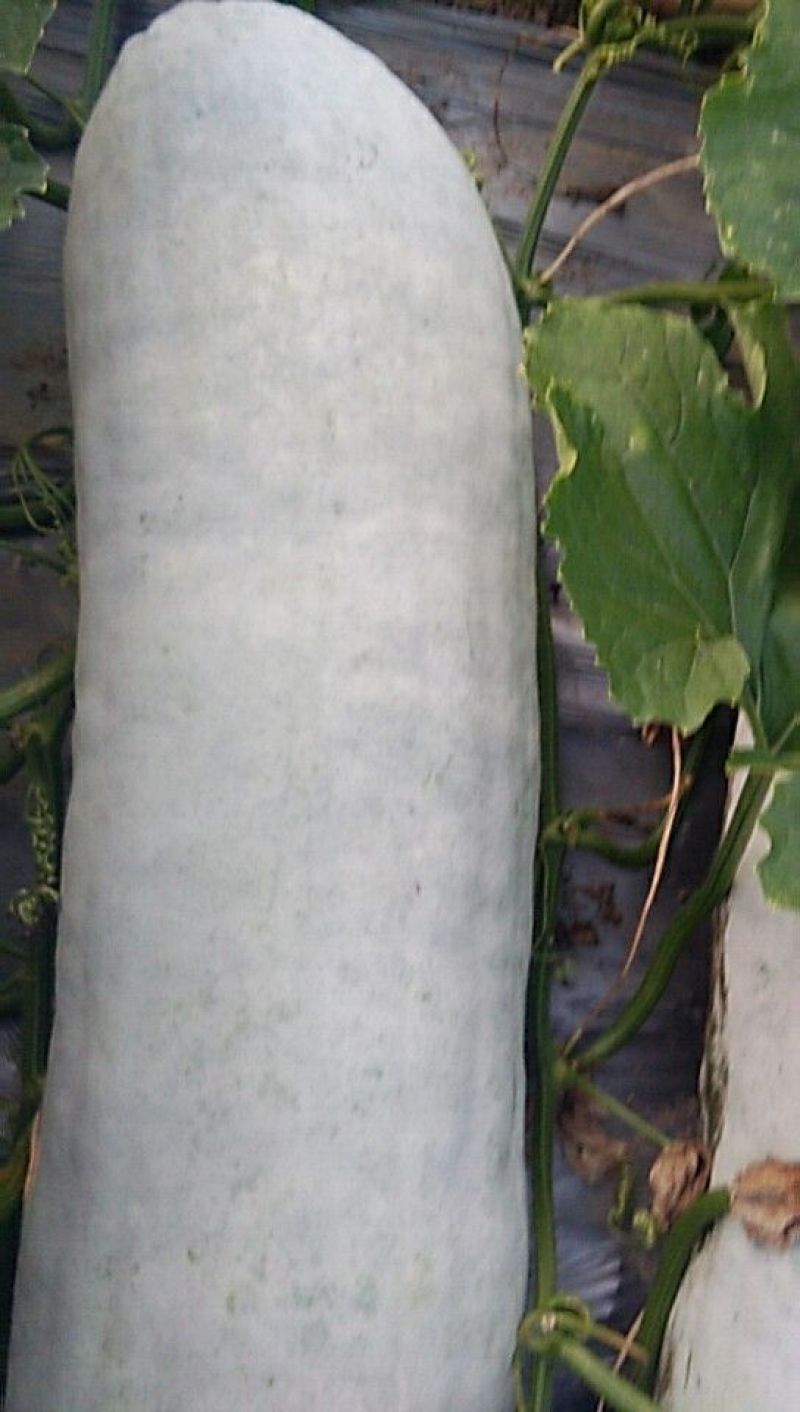 芜湖精品白皮冬瓜，条形好肉厚耐运输，产地直供保质保量
