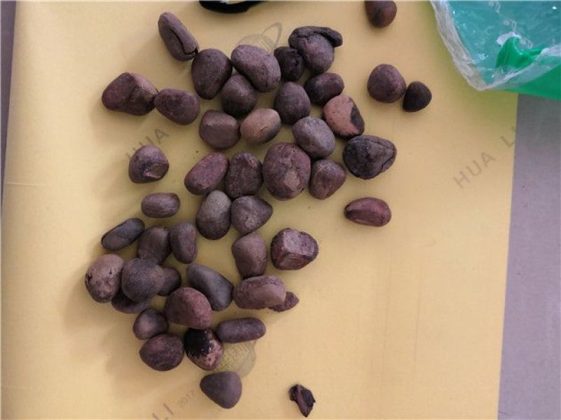 大风子冷背中药材批发零售
