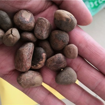 大风子冷背中药材批发零售