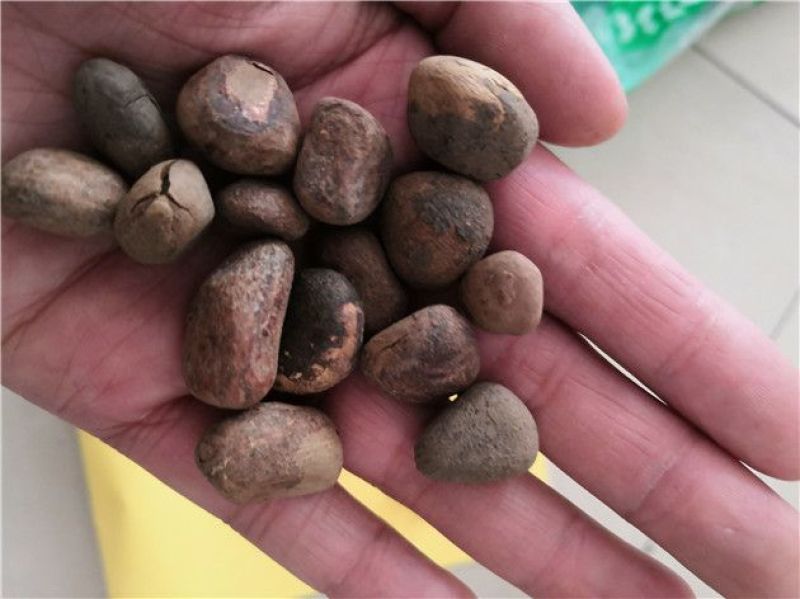 大风子冷背中药材批发零售