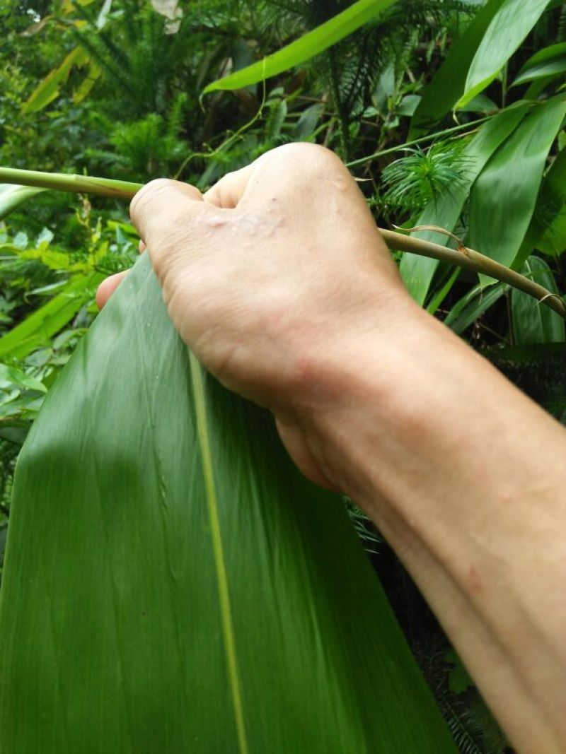 竹叶现有50/10公分大竹叶