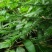竹叶现有50/10公分大竹叶