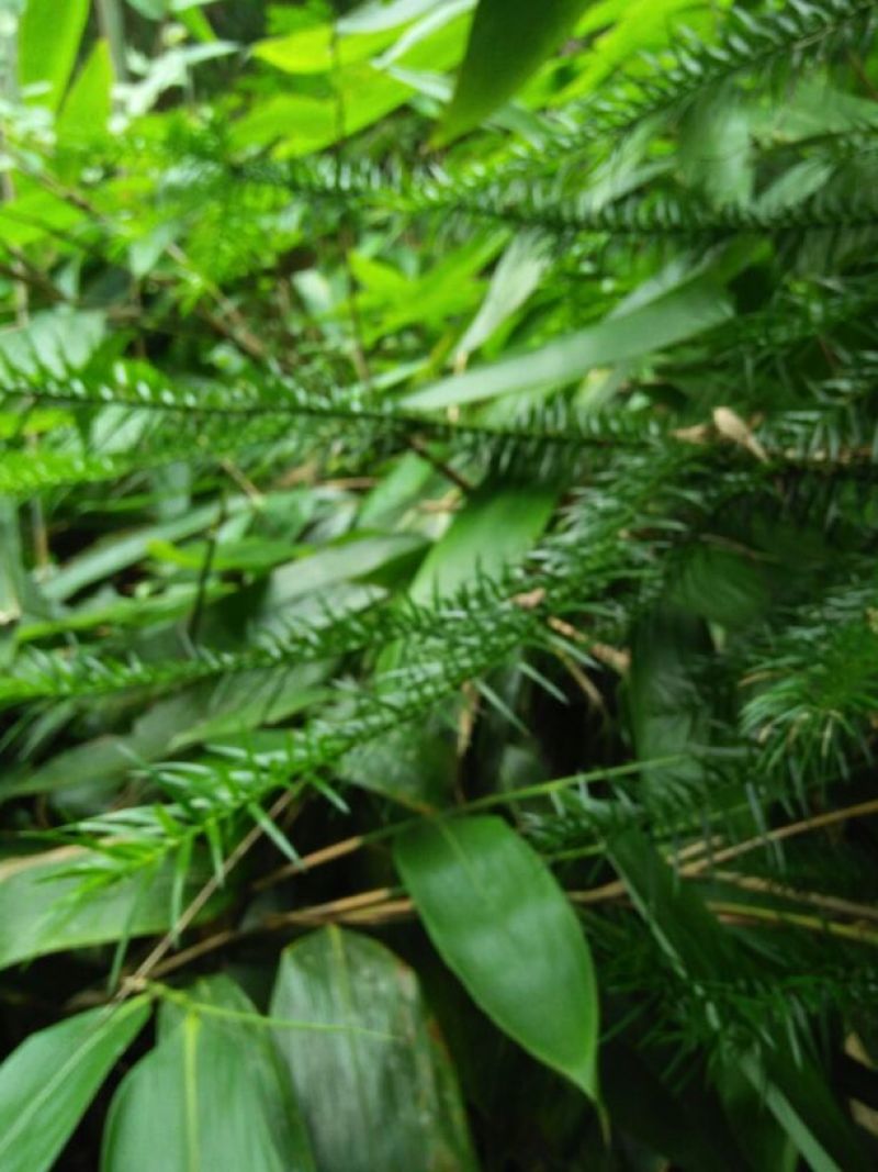 竹叶现有50/10公分大竹叶