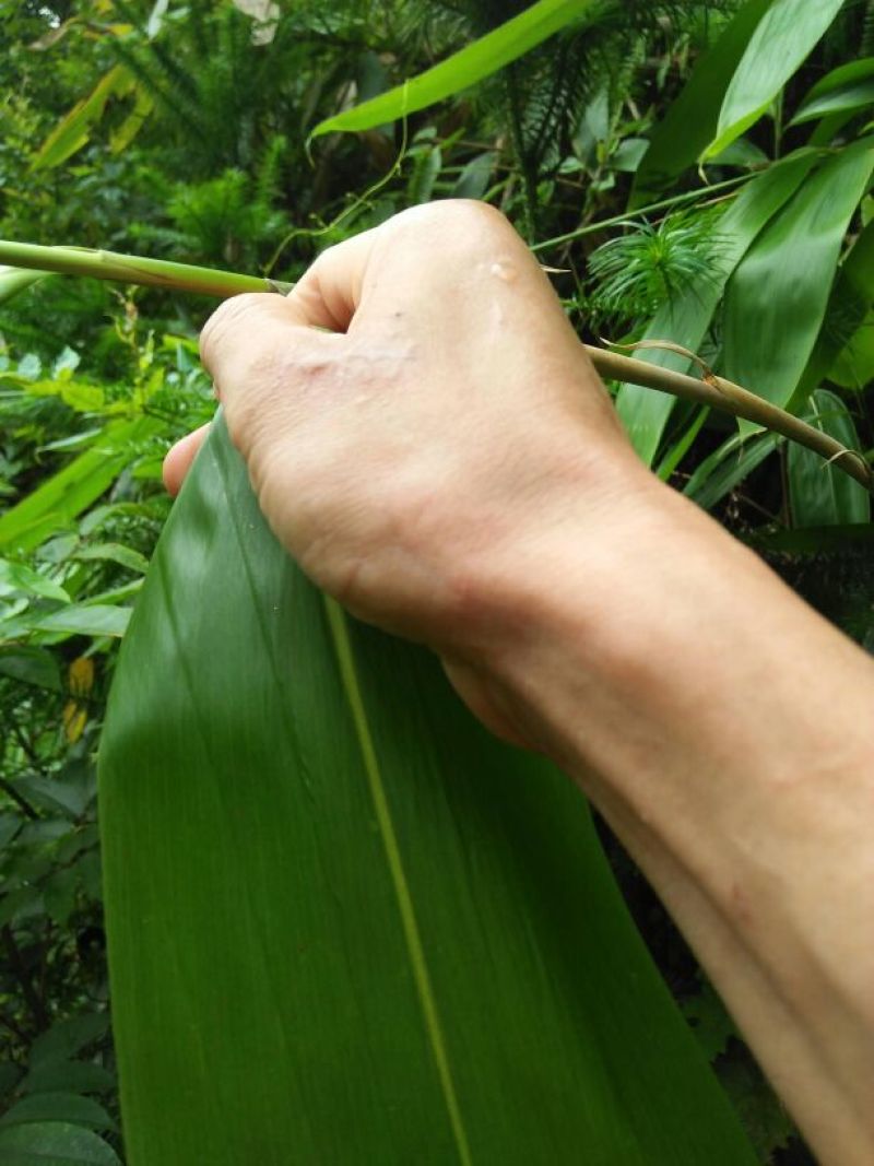 竹叶现有50/10公分大竹叶