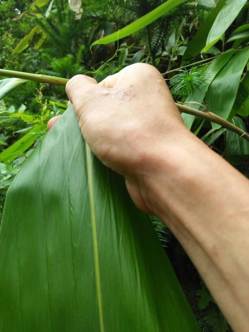 竹叶现有50/10公分大竹叶