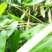 竹叶现有50/10公分大竹叶
