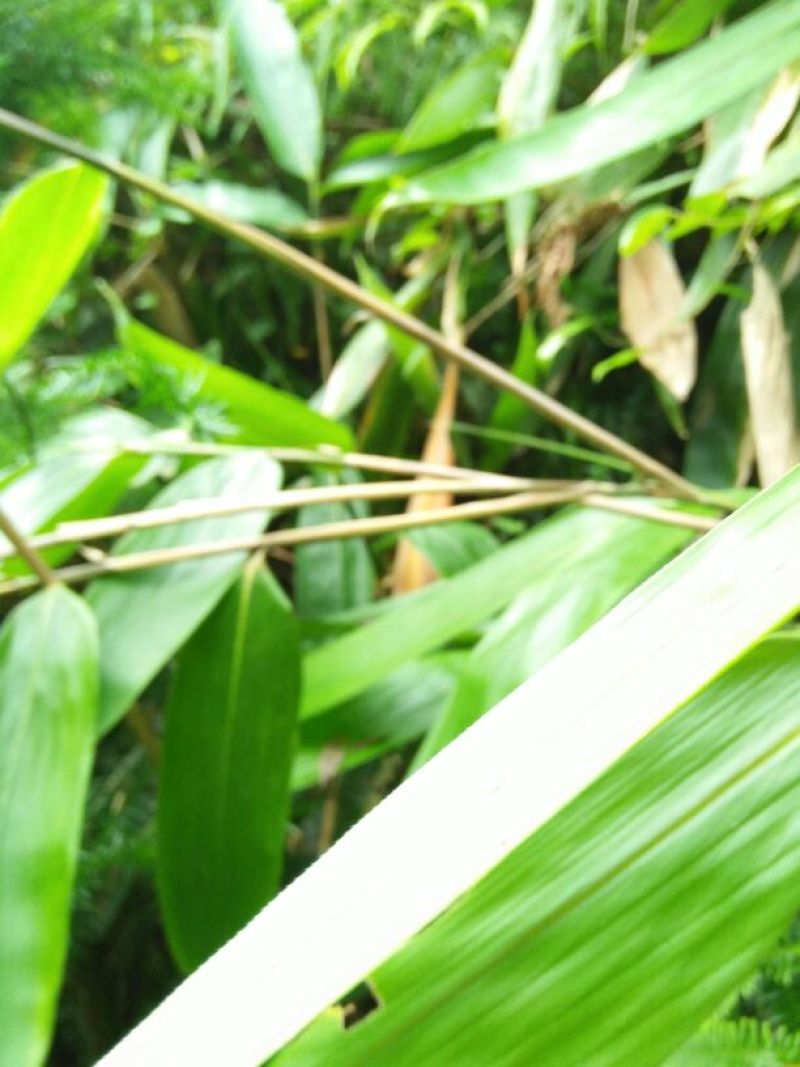 竹叶现有50/10公分大竹叶