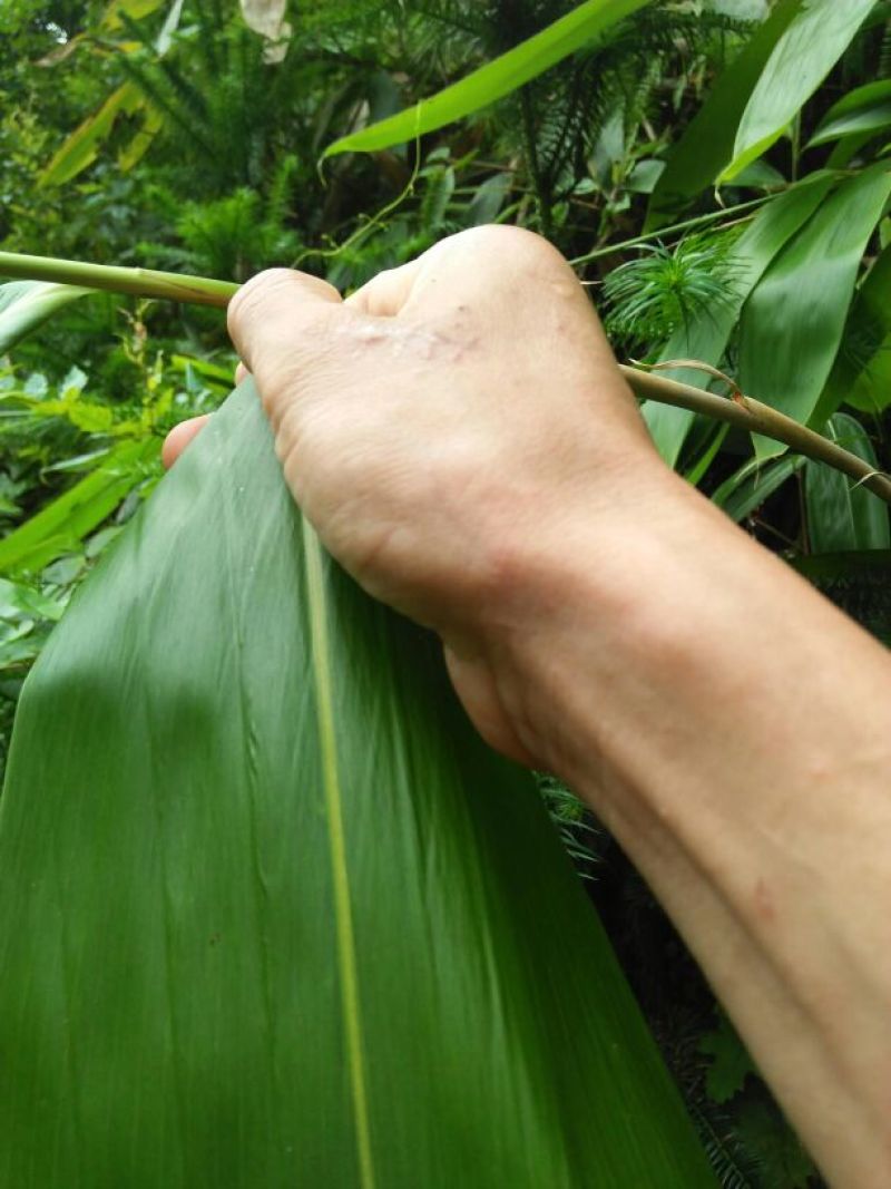 竹叶现有50/10公分大竹叶