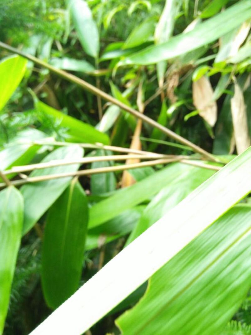 竹叶现有50/10公分大竹叶