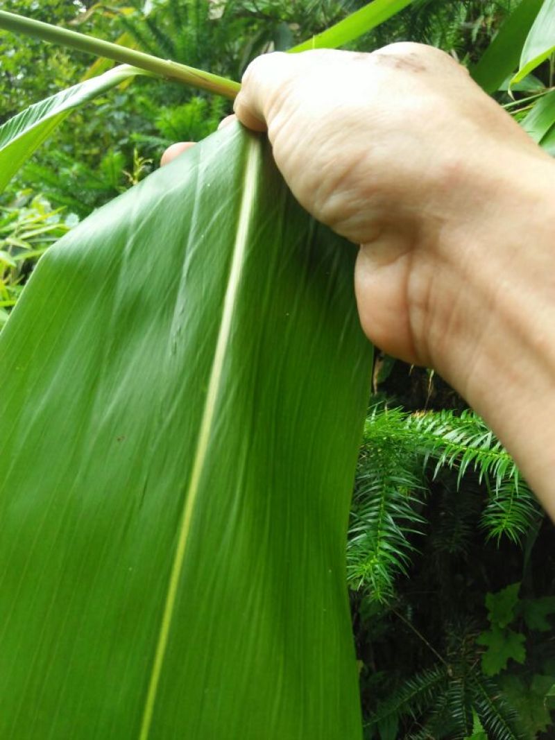 竹叶现有50/10公分大竹叶