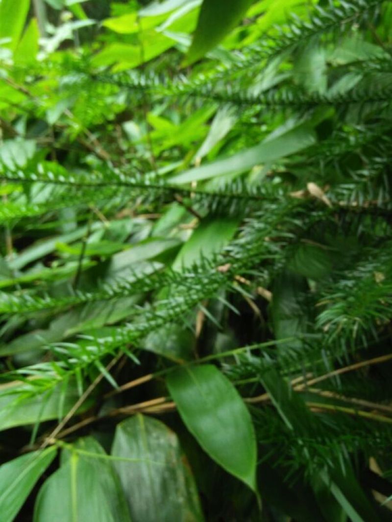 竹叶现有50/10公分大竹叶