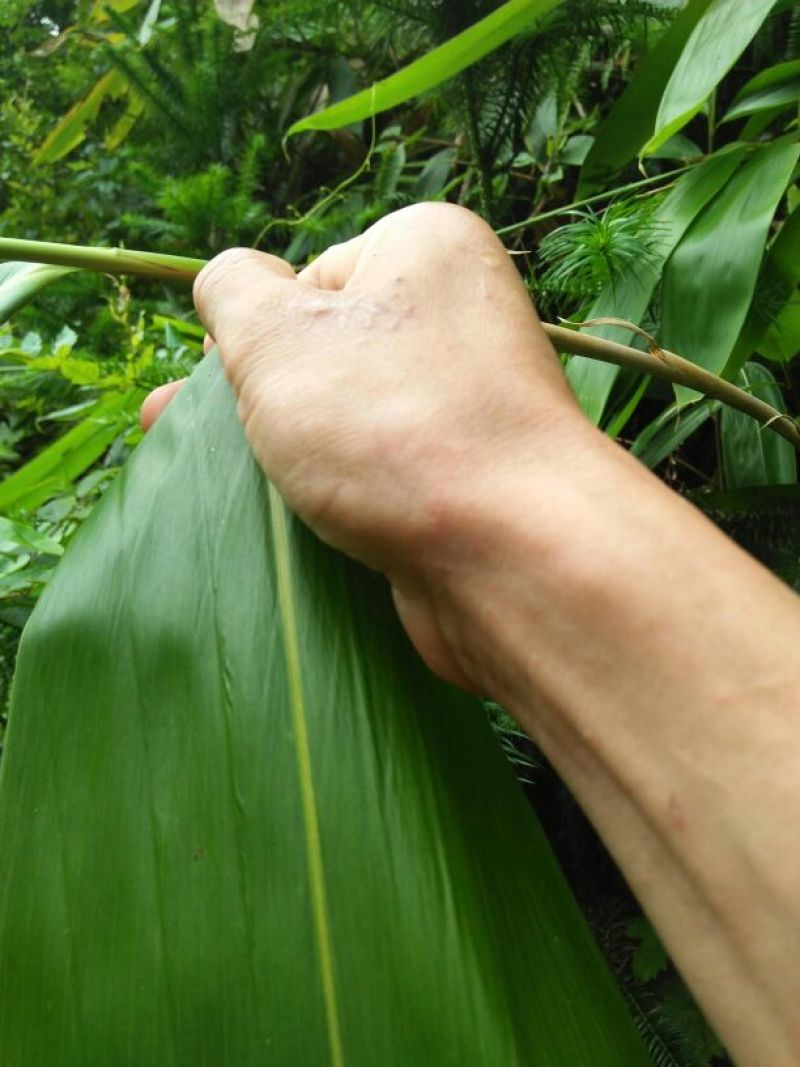 竹叶现有50/10公分大竹叶