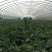 蔬菜大棚养殖大棚，椭圆管养殖大棚，连体大棚！养殖大棚包邮