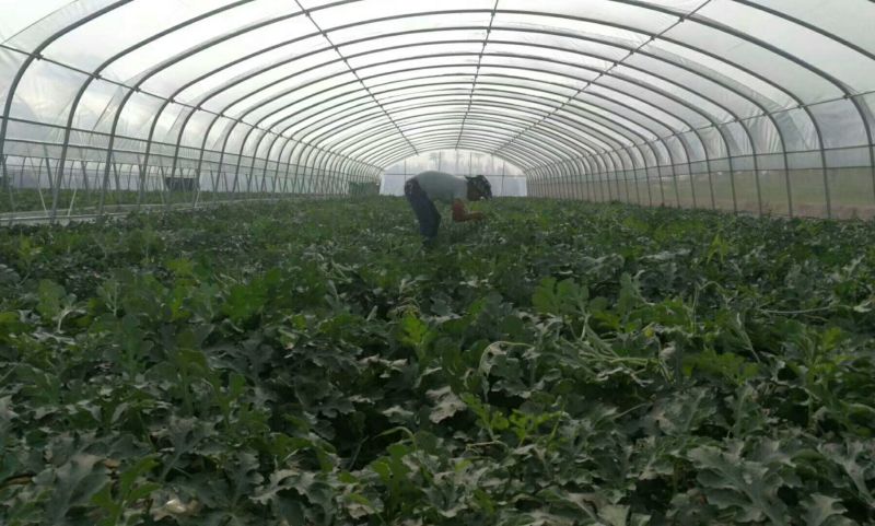 蔬菜大棚养殖大棚，椭圆管养殖大棚，连体大棚！养殖大棚包邮