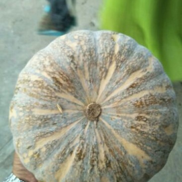 板栗南瓜，圆形南瓜，金韩密本，基地直供，