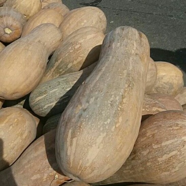 早熟南瓜，个头大，颜色红，