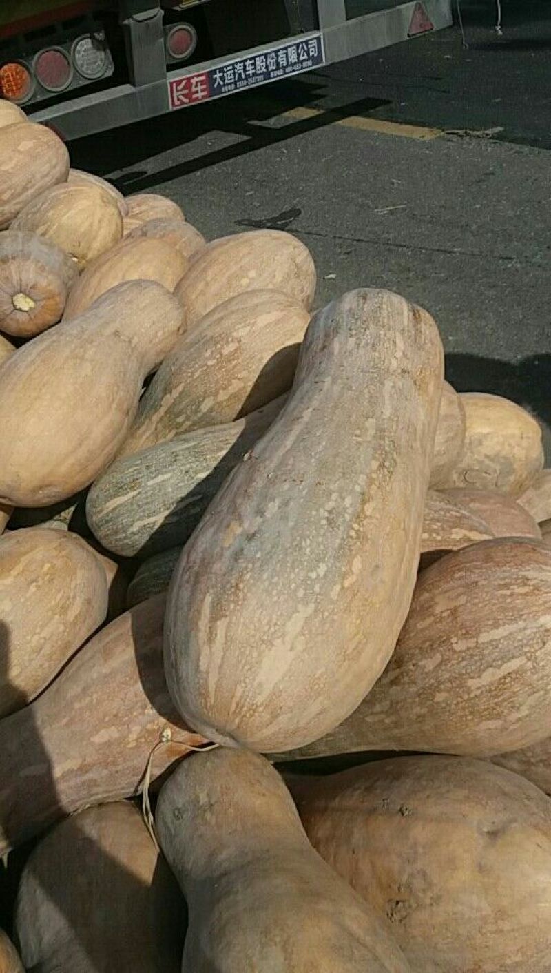 早熟南瓜，个头大，颜色红，