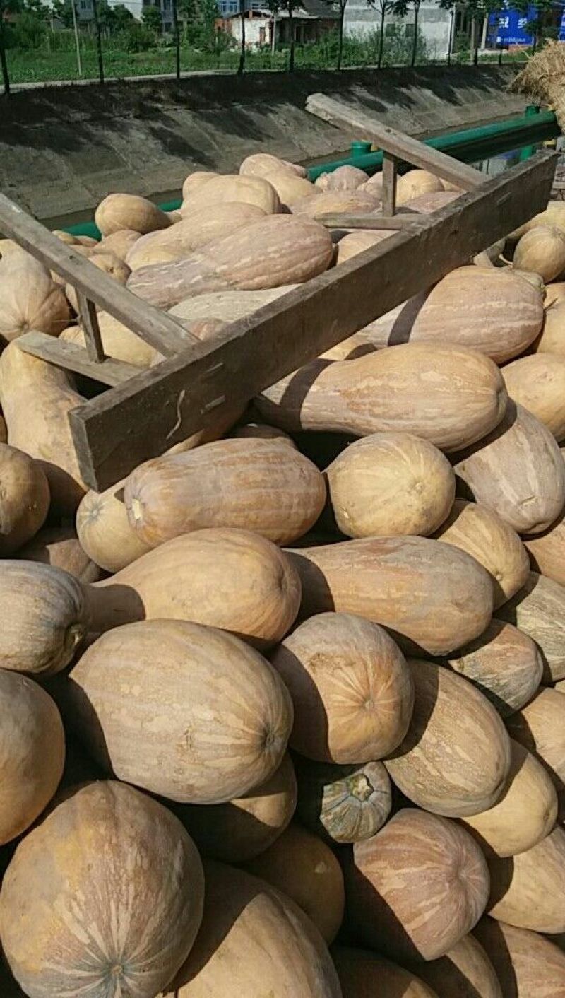 早熟南瓜，个头大，颜色红，