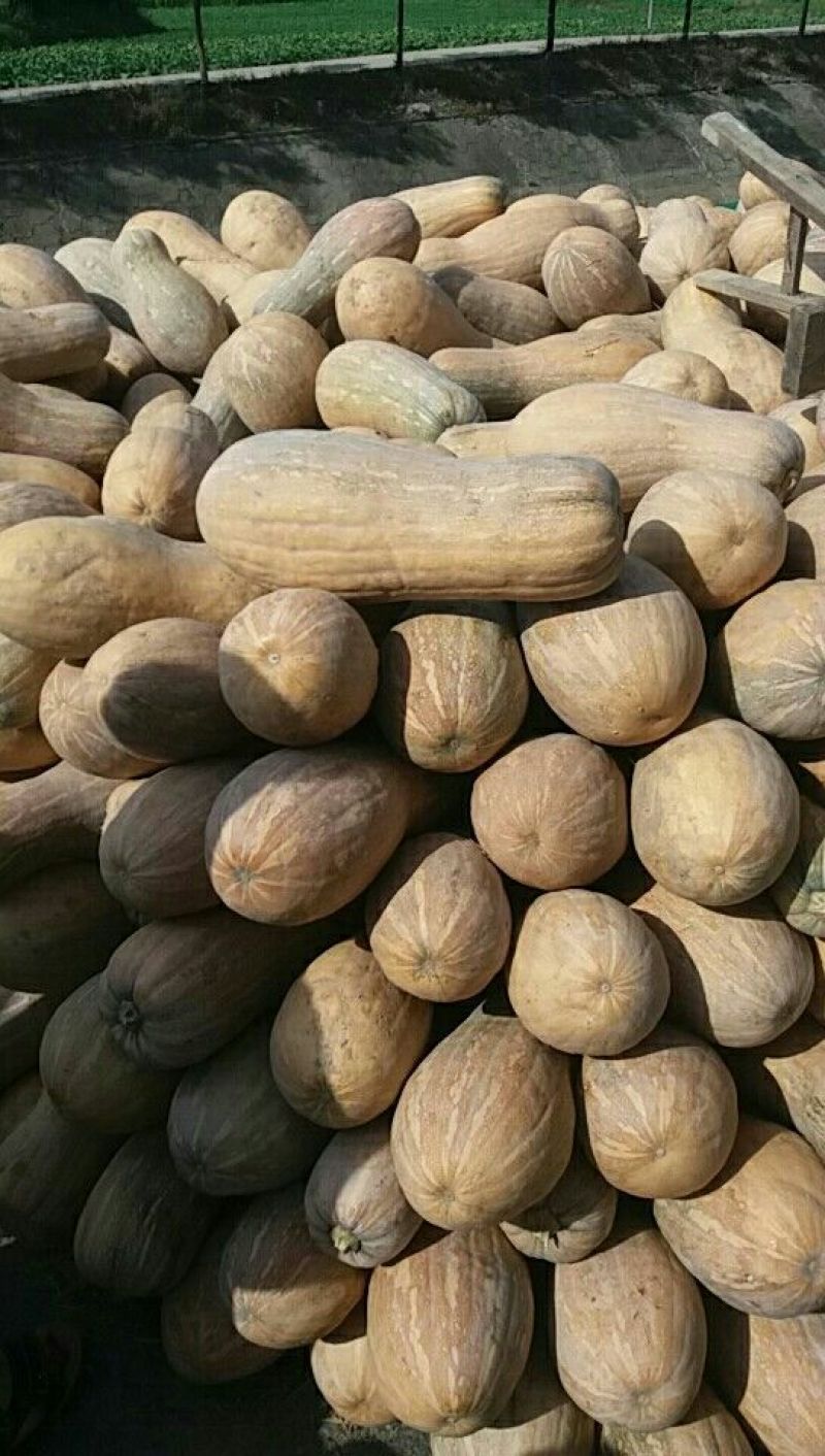 早熟南瓜，个头大，颜色红，